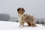 BERGER AUSTRALIEN PUPPIES 461